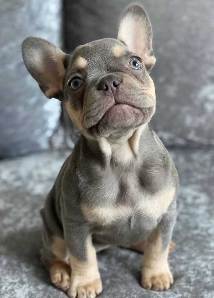 French Bulldog For Sale