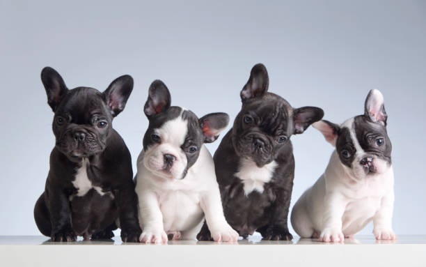 Four baby french bulldogs. Studio shot French Bulldog Puppies For Sale USA