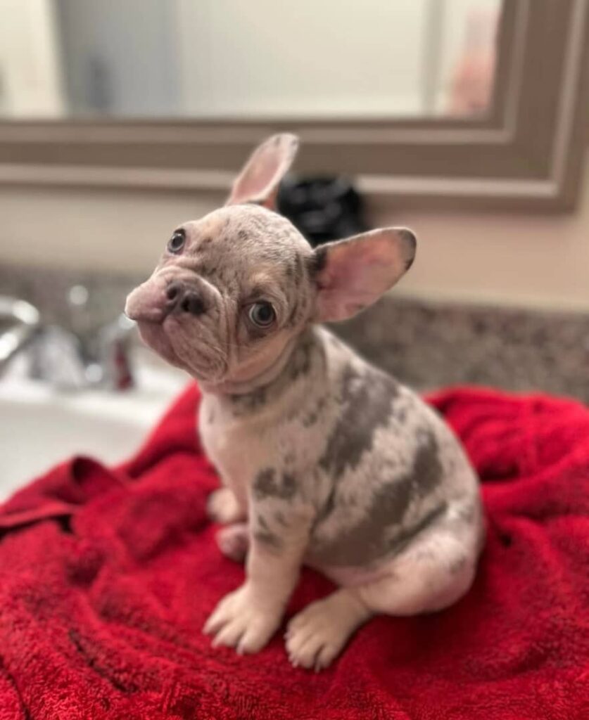 French Bulldogs For Sale
