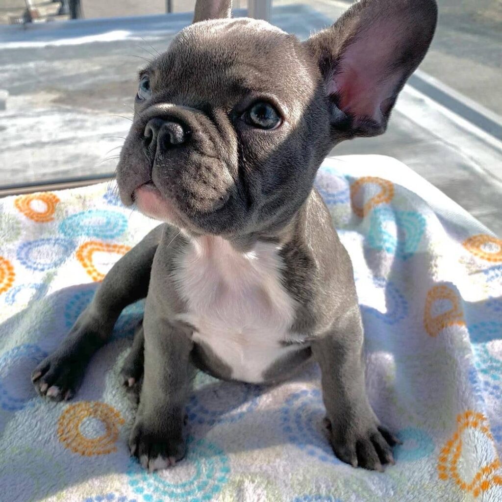 French Bulldog For Sale