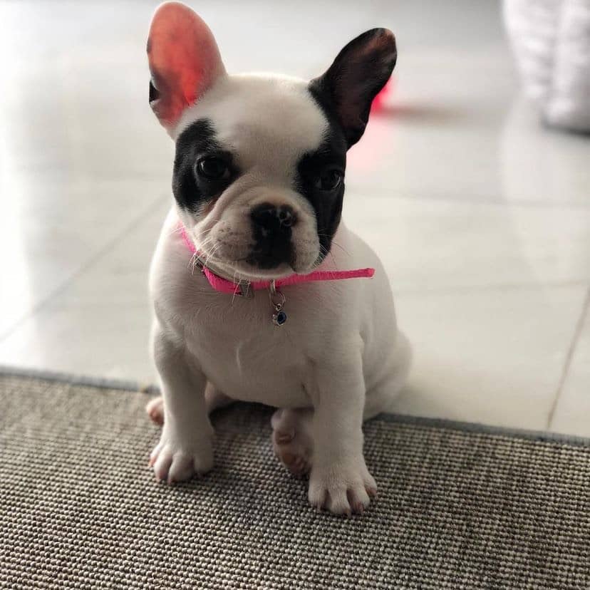 French Bulldogs For Sale