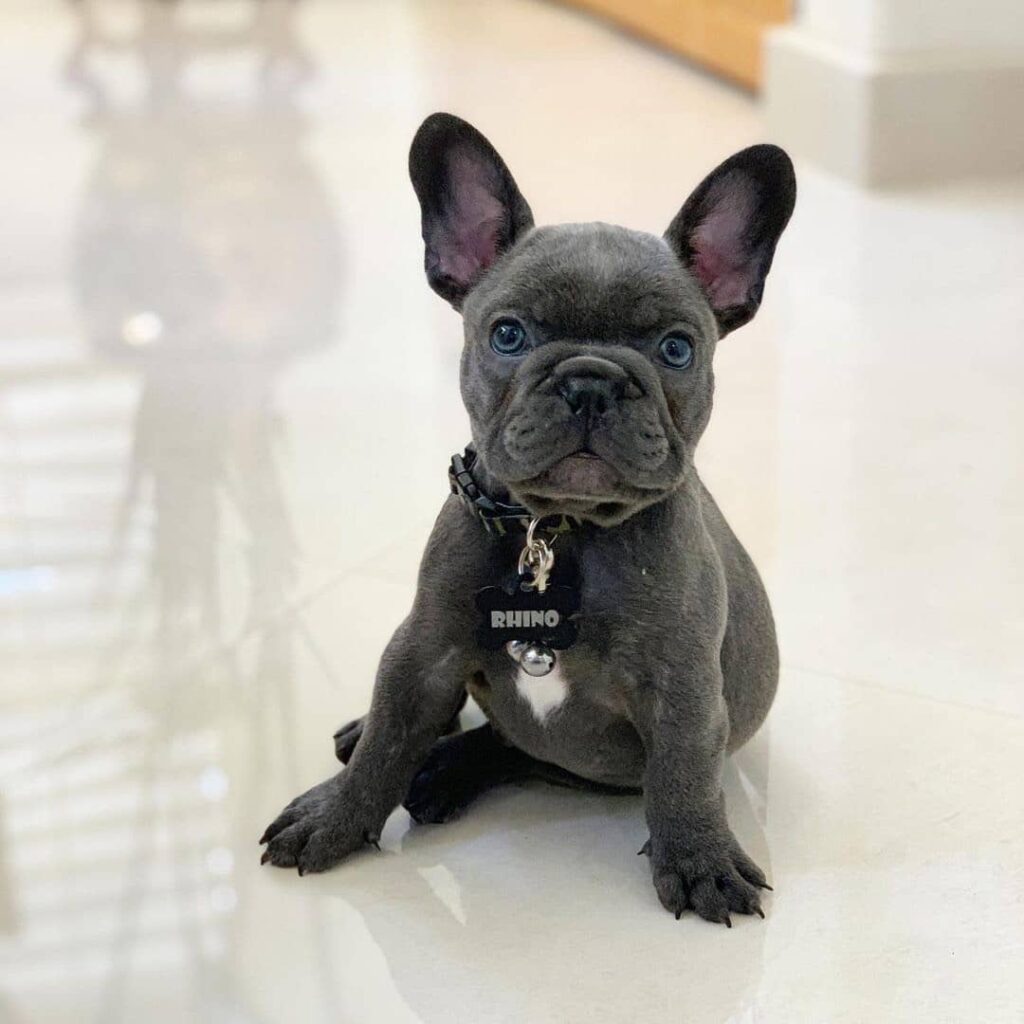 French Bulldogs For Sale