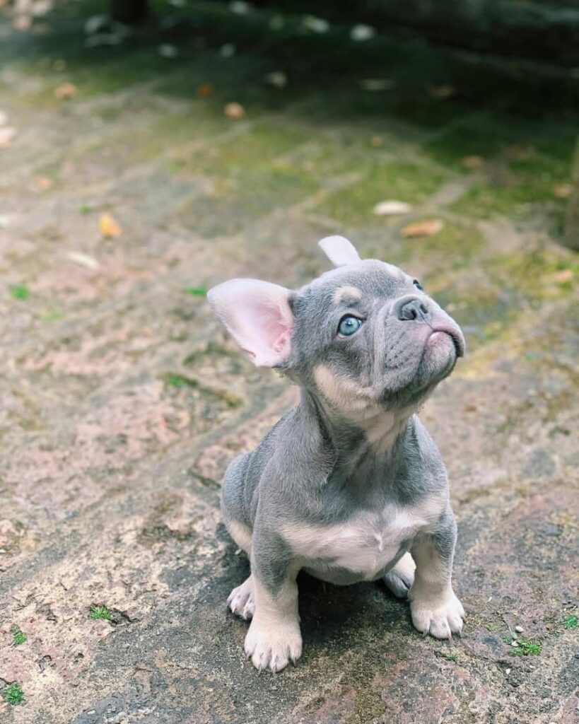 French Bulldogs For Sale